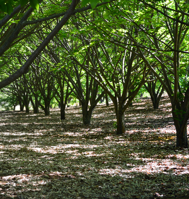 Cerejeiras