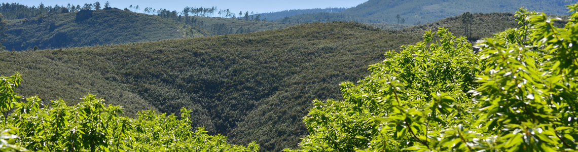 Gradação do verde ao azul entre montes e vales