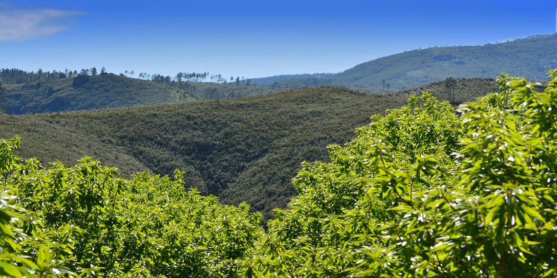 Gradação do verde ao azul entre montes e vales