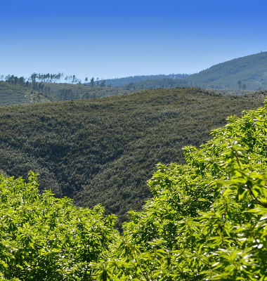 Gradação do verde ao azul entre montes e vales