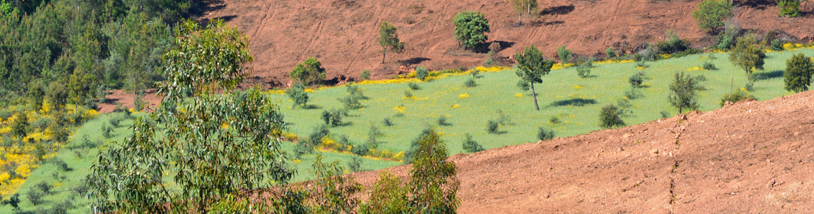 Faixa verde atravessa a terra