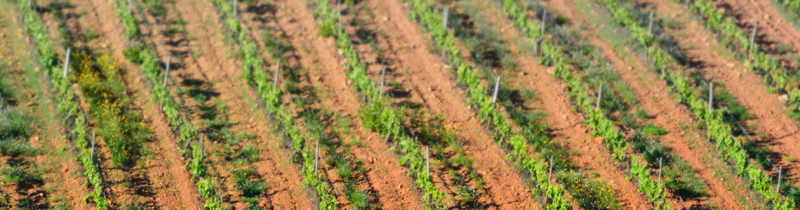 Terra riscada de vinhas