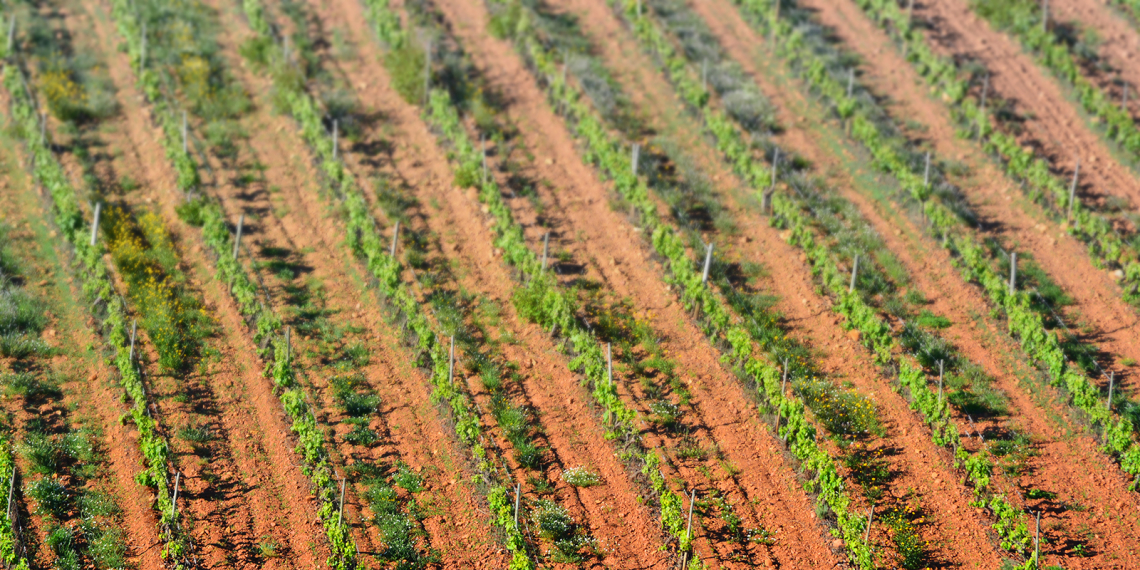 Terra riscada de vinhas