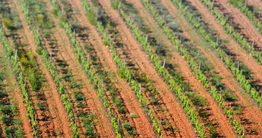 Terra riscada de vinhas