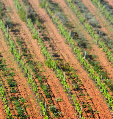 Terra riscada de vinhas