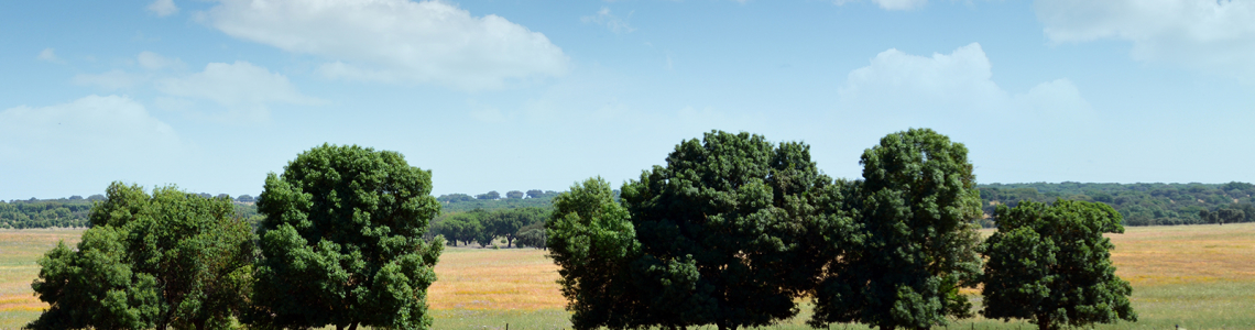 Paisagem a Sul de Stº Aleixo