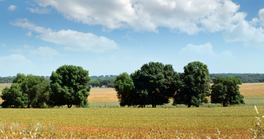 Paisagem a Sul de Stº Aleixo