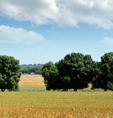 Paisagem a Sul de Stº Aleixo