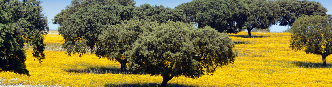 Montado sobre amarelo