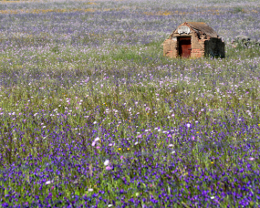 Furo de água num campo lilás