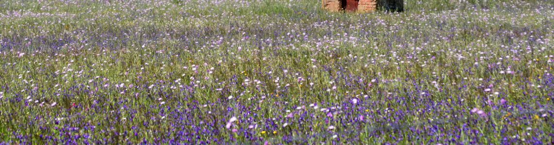 Furo de água num campo lilás