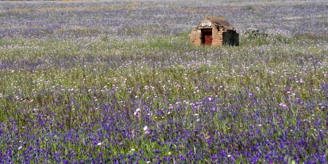 Furo de água num campo lilás