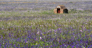 Furo de água num campo lilás