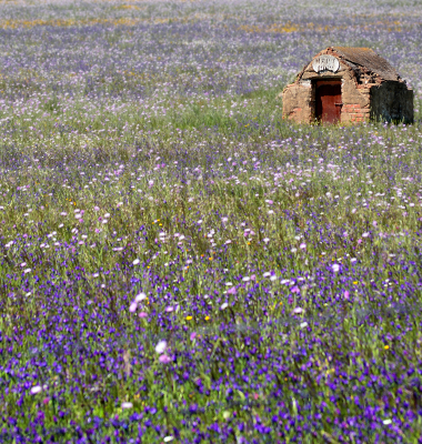 Furo de água num campo lilás