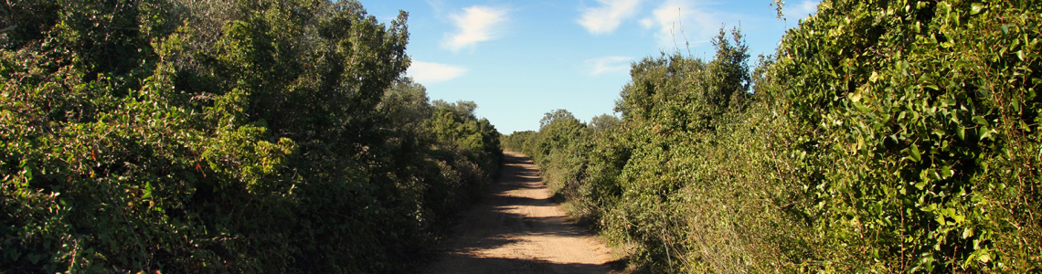 No caminho de São Lourenço…