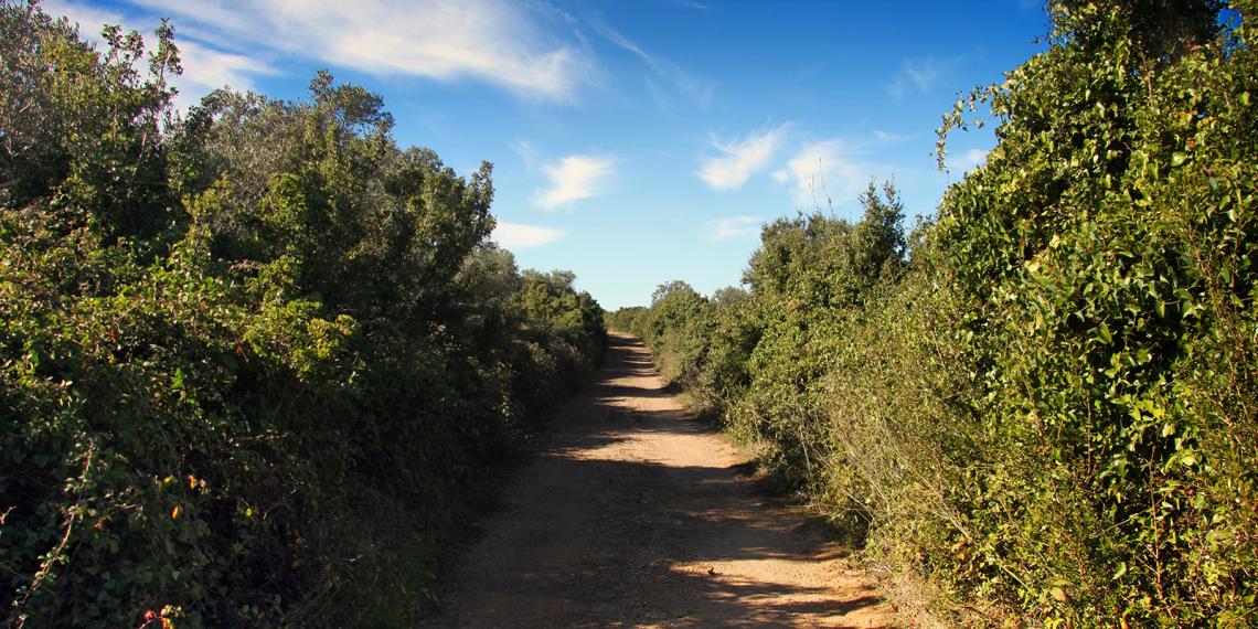 No caminho de São Lourenço…