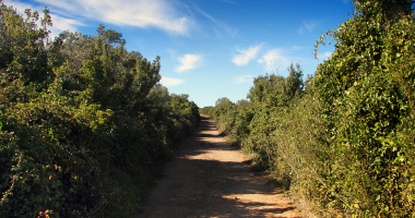 No caminho de São Lourenço…