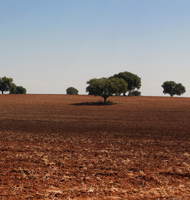 Terra Lavrada