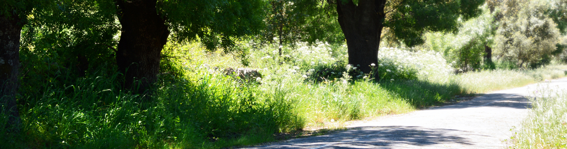 Caminho perto de Castelo de Vide