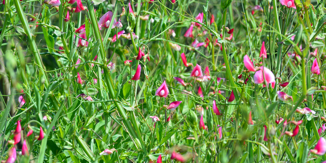 Flores core de rosa