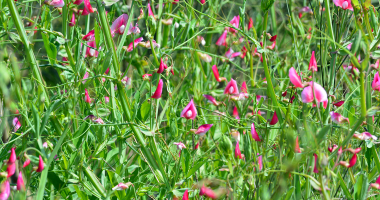 Flores core de rosa