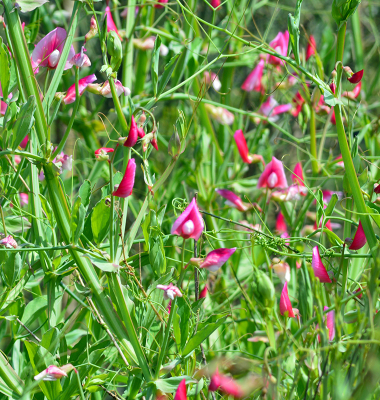 Flores core de rosa