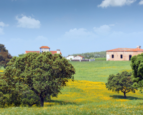 Monte entre Abrilongo e Ouguela