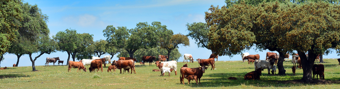 Vacas