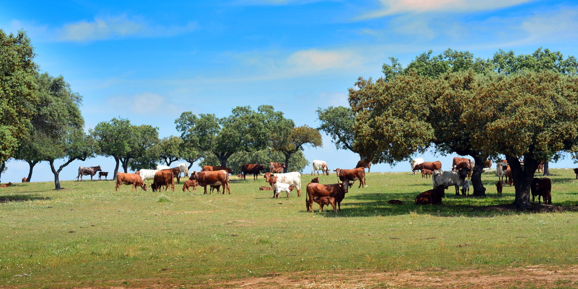 Vacas