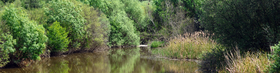 Ribeiro de Abrilongo