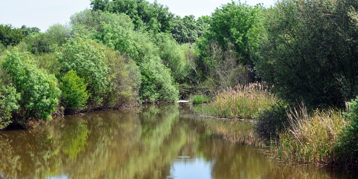 Ribeiro de Abrilongo