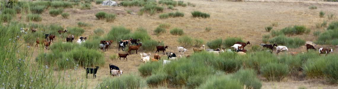 Cabras