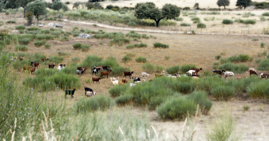 Cabras