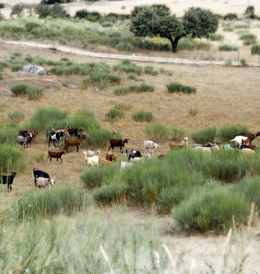 Cabras