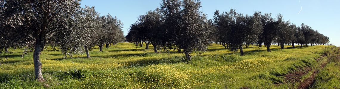 Olival entre V. Fernando e Barbacena