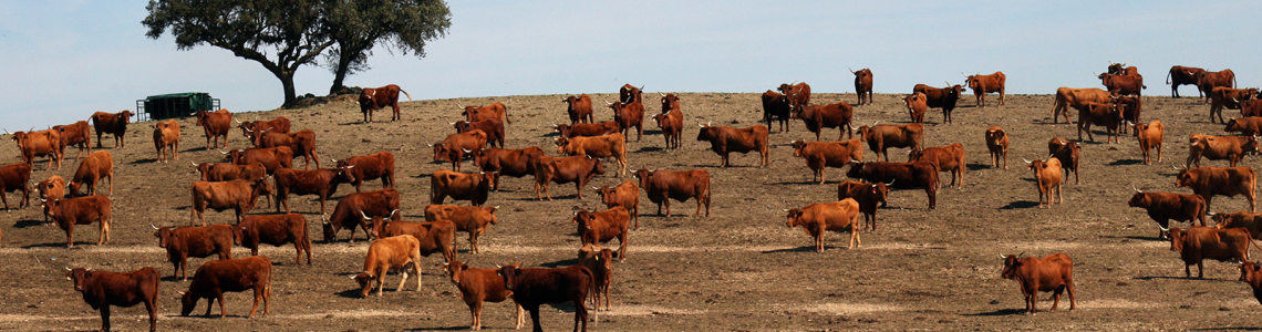 Vacas nos campos