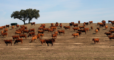 Vacas nos campos