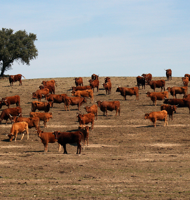 Vacas nos campos