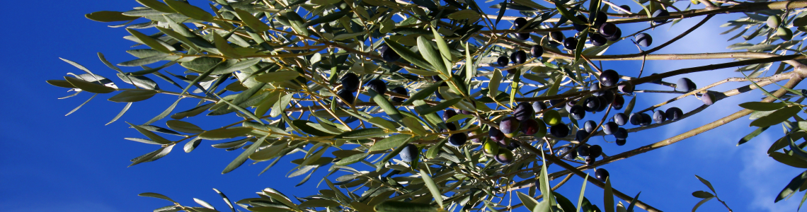 Vegetação autóctone: azeitonas nas oliveiras