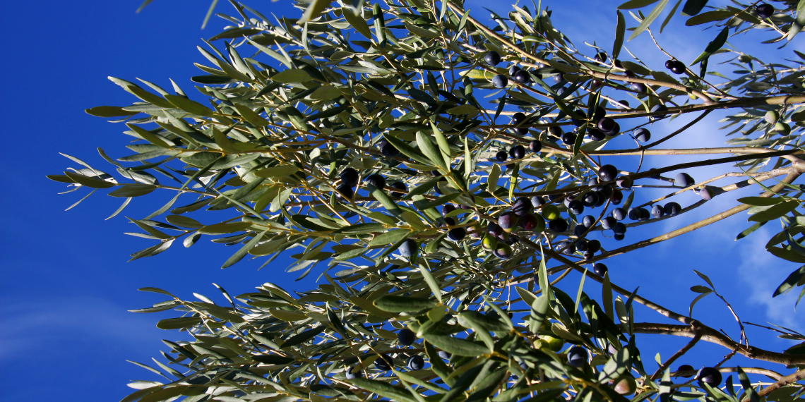 Vegetação autóctone: azeitonas nas oliveiras