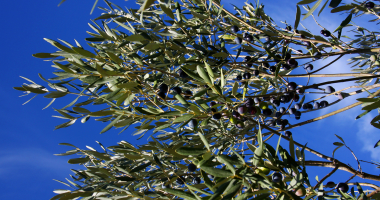 Vegetação autóctone: azeitonas nas oliveiras