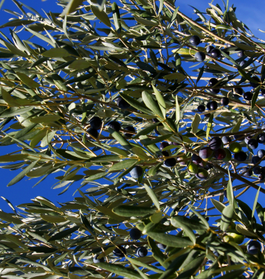 Vegetação autóctone: azeitonas nas oliveiras