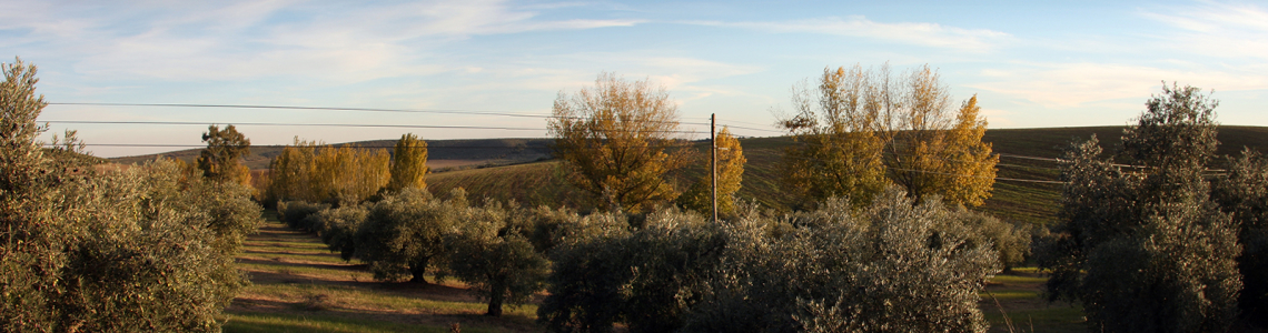 Vista sobre os campos