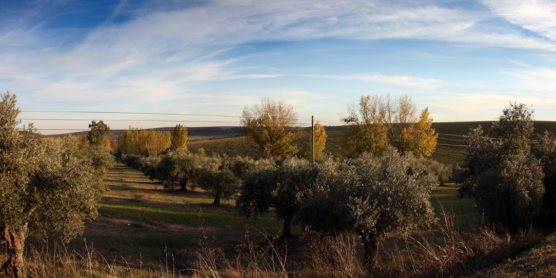 Vista sobre os campos