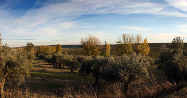 Vista sobre os campos