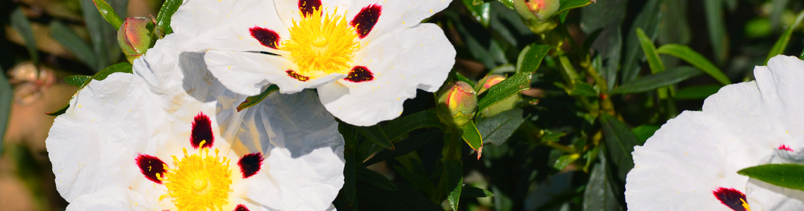 Esteva, Cistus ladanifer