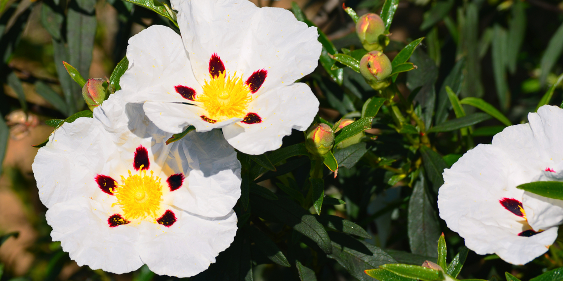 Esteva, Cistus ladanifer