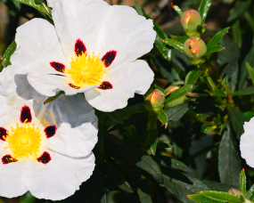 Esteva, Cistus ladanifer