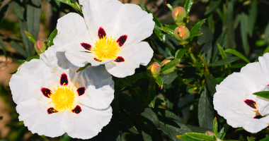 Esteva, Cistus ladanifer