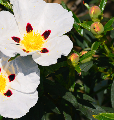 Esteva, Cistus ladanifer